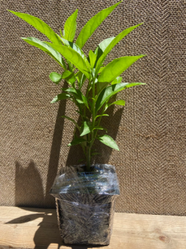 2 Nicely-Sized 4 inch Pots of Fragrant Night Blooming Jasmine