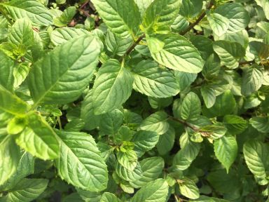 Orange Mint Plant Herb – Hardy Perennial – 4″ Pot