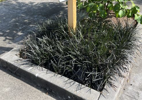10 Black Mondo Decorative Grass Plants Bareroot