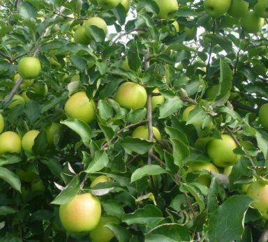 Mutsu (Crispin) Apple Trees Bareroot 2-3 feet tall-Dwarf, Fast Growing Tree-Can Bear Fruit the First