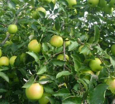Fruit Bearing