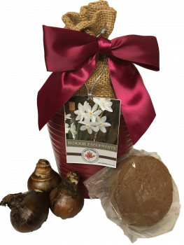 Quaint Paperwhite Gift Growing Kit, Includes Lovely Burgundy Ceramic Pot, 3 Paperwhite Bulbs, Profes