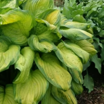 Groundcovers