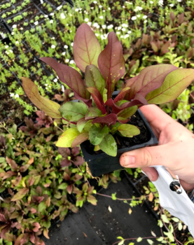 Penstemon Husker Red in a 4 inch pot