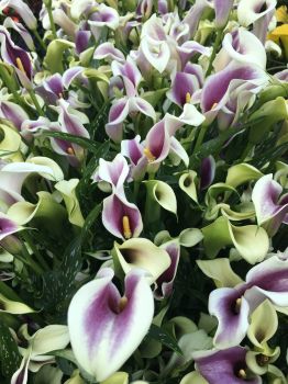 5 Picasso Calla Lily Bulbs
