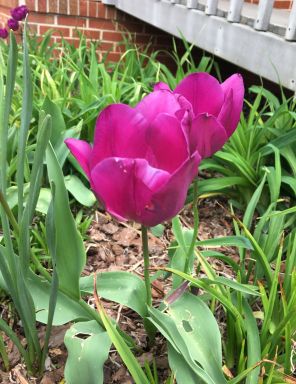 20 Purple Prince Tulip Bulbs – Tulipa Single Early