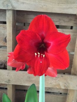 Red Lion Bulbs 24-28cm