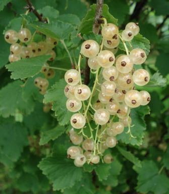 White Currant ‘White Pearl’ – Delicate Fruit with Sweet, Subtle Flavor