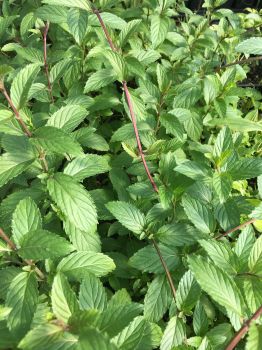 Ricola Mint Plant Herb – Hardy Perennial – 4″ Pot