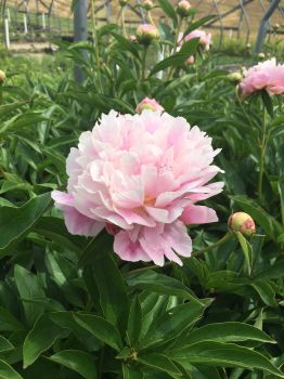3 Cotton Candy Mix Bareroot Peony, 2-3 Eye, Great for Fall Planting!  Karl Rosenfield, Sarah Bernhar