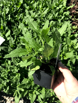 Salvia Nemorosa, April Night in a 4 inch pot