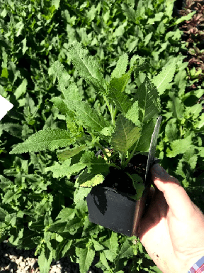 Salvia Nemorosa, April Night in a 4 inch pot