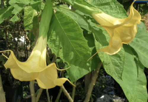 Yellow Flowering Angels Trumpet Plant in a 3.5" inch pot– Cold Sensitive
