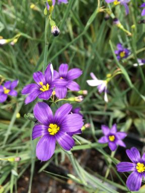 Sisyrinchium angustifolium ‘Lucerne’ Blue-Eyed Grass Live Plant, sold in 2.5 inch containers