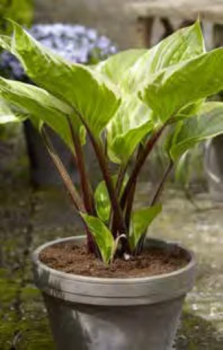 Sorbet Bareroot Hosta, bareroots
