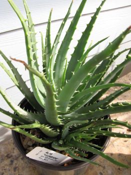 Succulents