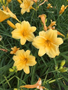 3 Stella D’Oro Daylilies in 4 Inch Pots One plant per pot, 3 pots of plants