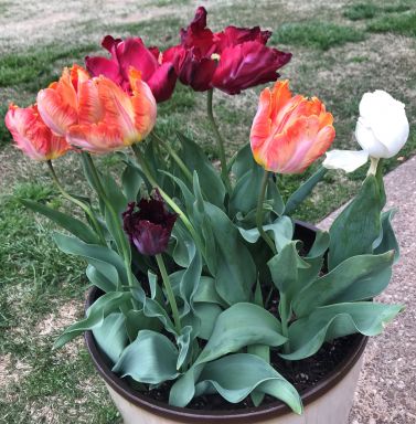 20 Parrot Mix Tulip Bulbs – Tulipa Parrot