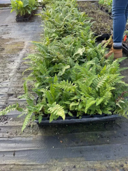 TASSEL FERN – Original – 4″ Potted Plant – Live Plant