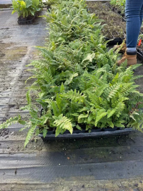 Tassel Fern – Elegant Texture for Shaded Spaces in a 4" Pot