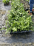 TASSEL FERN – Original – 4″ Potted Plant – Live Plant