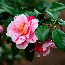 Tri Color Camellia in 4 inch pot *Cold and Heat Sensitive* Cannot Ship Out of the USA