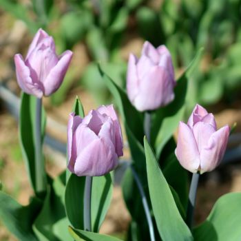 Bulk Candy Prince Tulip Bulbs - Tulipa Triumph (Aprox. 40 lbs./ 450 Bulbs)