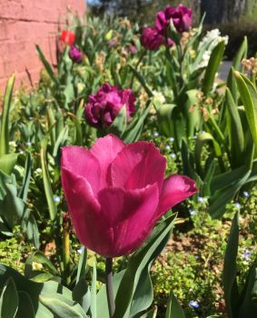 20 Deer Resistant Tulips Bulbs-Wildflower Mixture | You choose amount! | Species Tulips