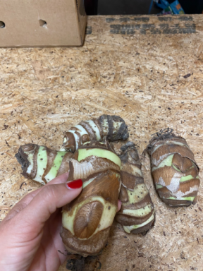 4 Upright Elephant Ears Bulbs