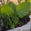 4 Upright Elephant Ears Bulbs
