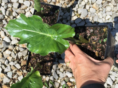 Upright Elephant Ears in 4 inch Containers. (You choose amount, one plant per pot)