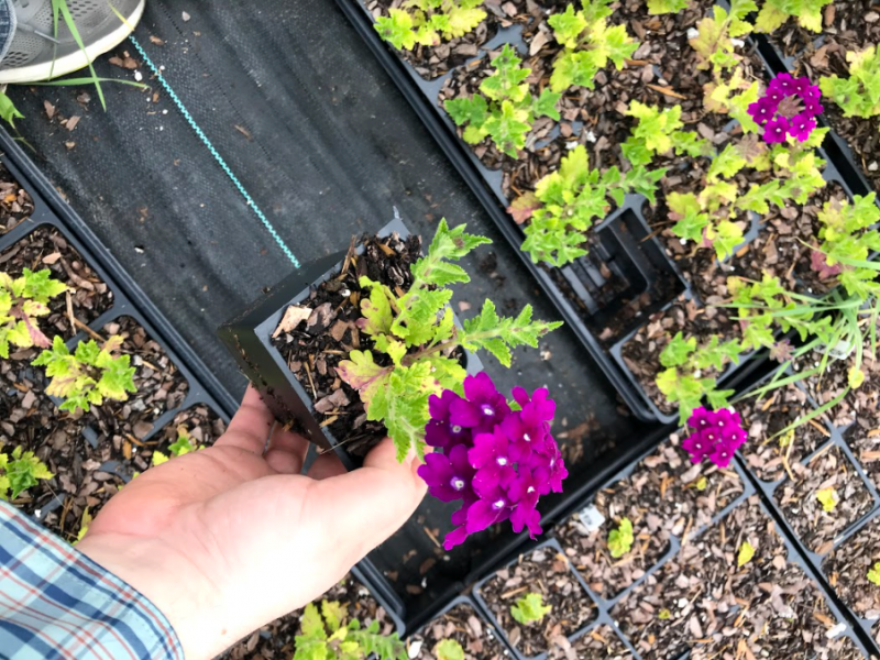 daylilynursery: Purple Homestead Verbena – Spreading Color with