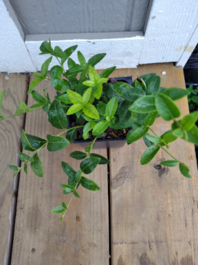 Vinca Plants Periwinkle/Vinca – Hardy Groundcover in 4 inch Pots