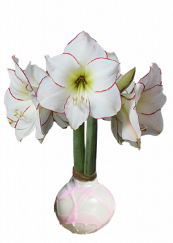 White Wax with Pink Splatter, Picasso Amaryllis Bulb