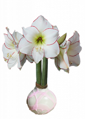 White Wax with Pink Splatter, Picasso Amaryllis Bulb