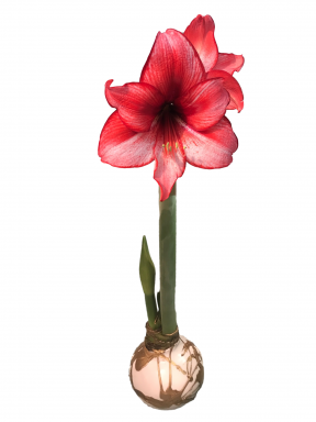 White and Gold Splatter Waxed Charisma Amaryllis Bulb size 34/36