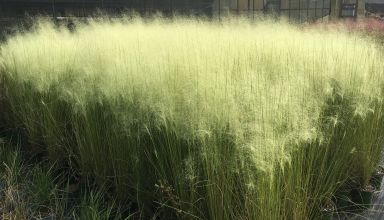 White Muhly Grass – Soft Texture with Elegant White Plumes in 2.5" Pots