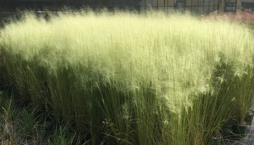White Muhly Grass – Soft Texture with Elegant White Plumes in 2.5" Pots