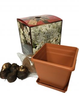 Quaint Paperwhite Holiday Gift Growing Kit, Includes 5 Paperwhite Bulbs, a plastic pot & saucer, Pro