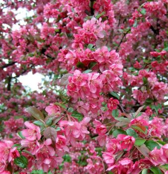 Robinson Crabapple Trees Pre-Bagged Bareroot, 6-12" Tall