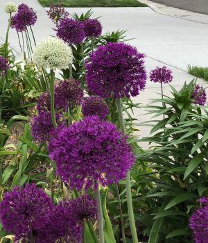10 Allium Purple Blend Bulbs–4-6 Inch Flower Diameter!