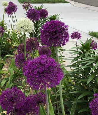 10 Allium Purple Blend Bulbs–4-6 Inch Flower Diameter!
