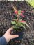 Alternanthera ‘Party Time’ Joseph’s Coat Plants in a 4″ pot–Stunning Addition To Your Spri