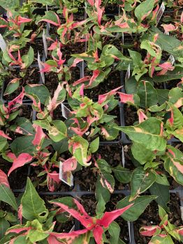 Alternanthera ‘Party Time’ Joseph’s Coat Plants in a 4″ pot–Stunning Addition To Your Spri