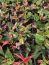 Alternanthera ‘Party Time’ Joseph’s Coat Plants in a 4″ pot–Stunning Addition To Your Spri