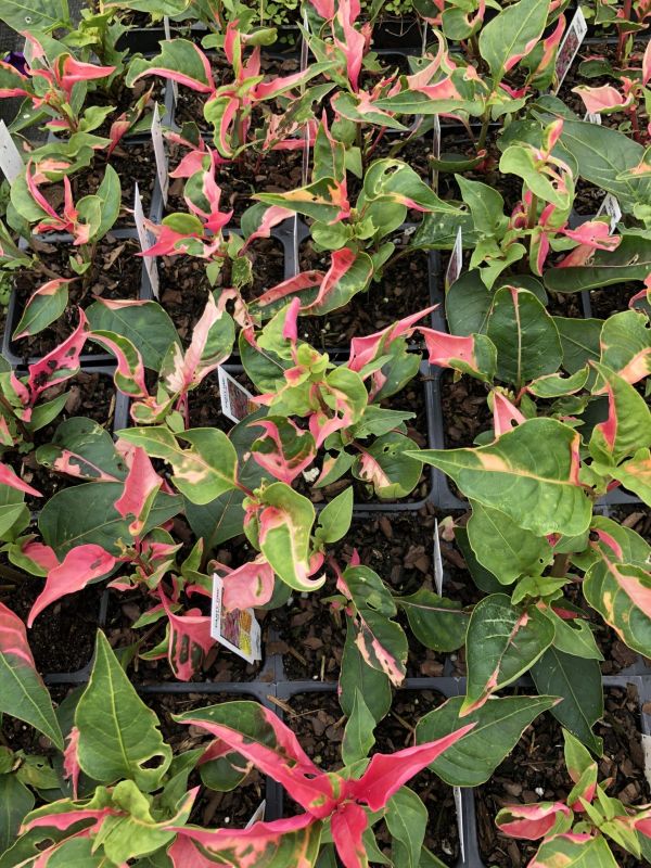 Alternanthera ‘Party Time’ Joseph’s Coat Plants in a 4″ pot–Stunning Addition To Your Spri