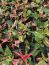 Alternanthera ‘Party Time’ Joseph’s Coat Plants in a 4″ pot–Stunning Addition To Your Spri