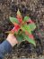 Alternanthera ‘Party Time’ Joseph’s Coat Plants in a 4″ pot–Stunning Addition To Your Spri
