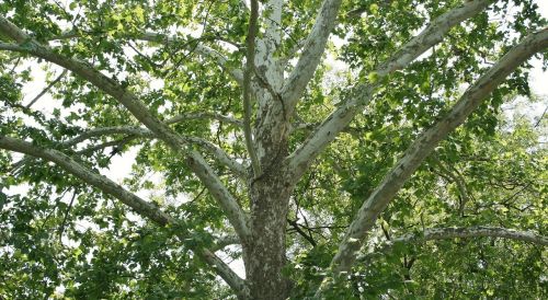 2 American Sycamore Trees Bareroot 18-24″