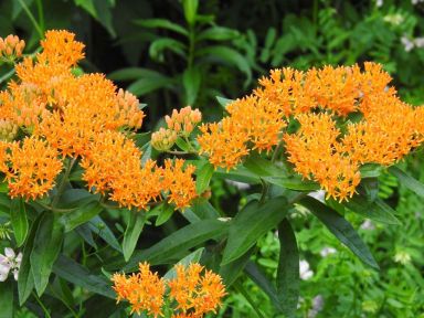 Asclepias Tuberosa, Butterfly Weed in a 4 inch pot